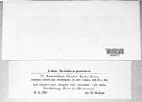 Exobasidium vaccinii image